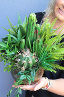 Green Cacti Hilton, sukulenty w złotej donicy