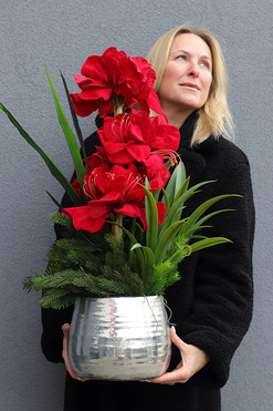 OD RĘKI Amarylis Silverro, zimowa kompozycja w osłonce, wys.75cm 