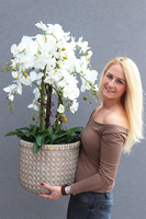 elegancki storczyk w donicy, Gefriata Boho, wys.94cm