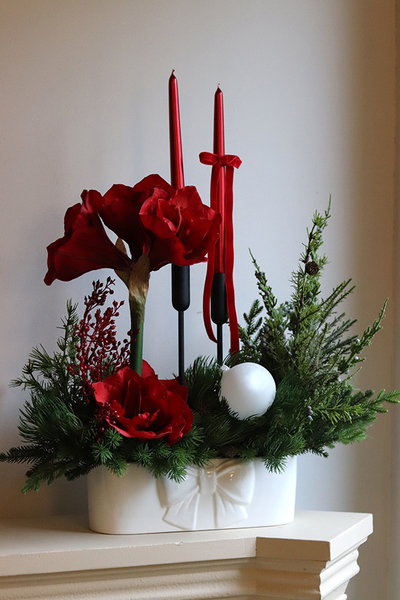 Amarylis Kokarda Denerra w, świąteczna kompozycja z czerwonymi kwiatami, wys.66cm
