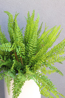 Moderno Fern, paproć w metalowej donicy