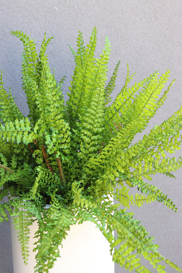 Moderno Fern, paproć w metalowej donicy