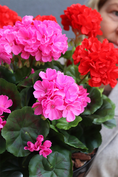 Pelargonie Dorotea, komplet dekoracji nagrobnych