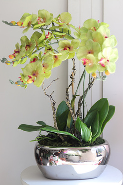 OD RĘKI Greenfelo, sztuczny storczyk w lustrzanej donicy, wys.58cm