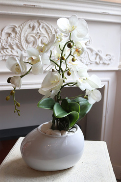 Manferdo Medua, storczyk w asymetrycznej donicy, wys.45cm