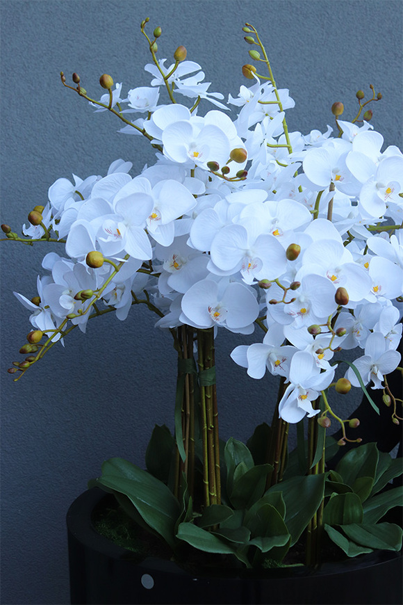 ogromny storczyk XXL Black Fiberglass, wys.170cm