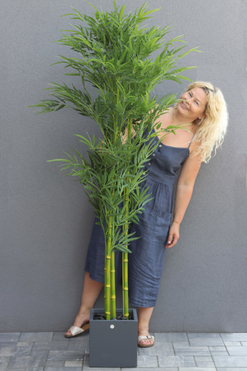 Bambus Concrete, sztuczna roślina w betonowej donicy, wys.185cm 