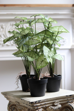 Greento Alokazja, sztuczna roślina w doniczce, wys.45cm