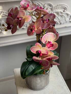 Rosarisa, storczyk w srebrnej donicy, wys.60cm