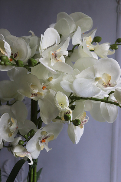 Selinia 2, niesamowity storczyk w cynowanej donicy