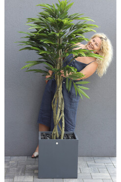 Mangowiec Concrete, sztuczna roślina w donicy, wys.176cm  