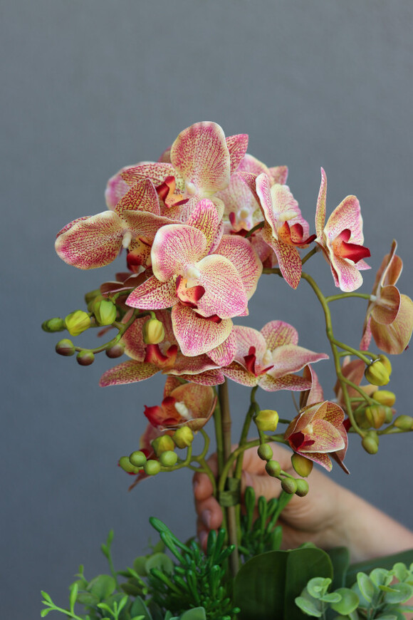 Granada Champagne, gumowy storczyk w naczyniu