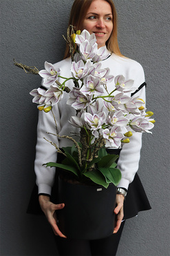 Newport Figaro, storczyk cymbydium w doniczce, wys.75cm 