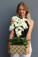 Diamondo Gold 2, storczyk w złotej donicy wysadzanej kryształami