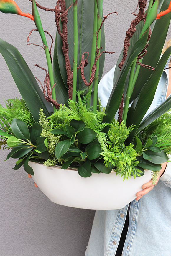 Strelicja Królewska Laos, egzotyczna kompozycja w donicy