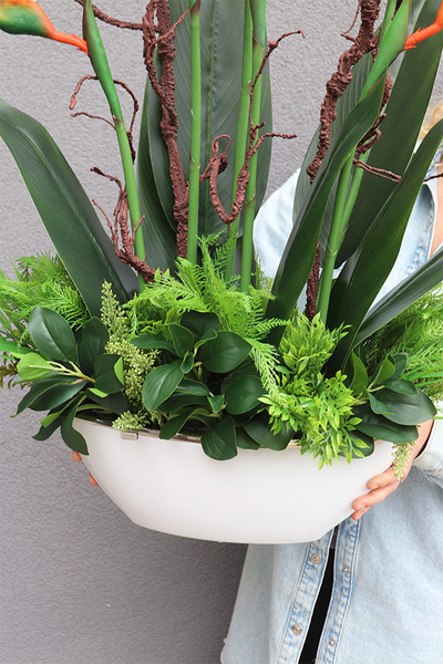 Strelicja Królewska Laos, egzotyczna kompozycja w donicy