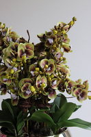 Kosmos Quemada, gumowy storczyk w ozdobnej misie