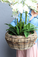 efektowny storczyk w wiklinowym koszu, Rattania Big 2