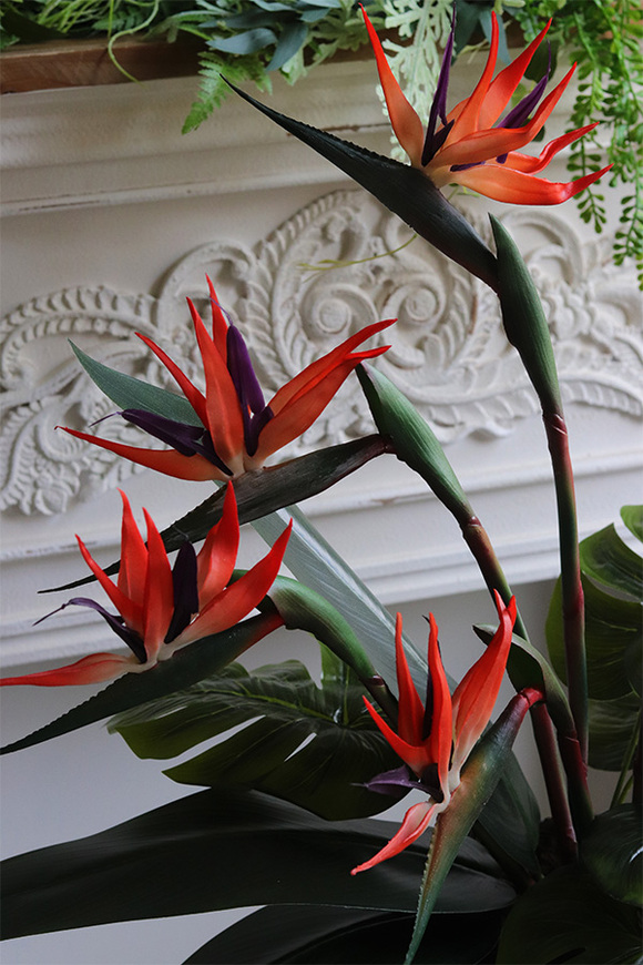 Strelicja Królewska Modern, kompozycja w czarnej donicy