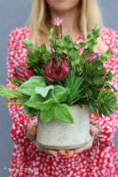 Prometia, kompozycja sukulenty w donicy