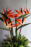 Strelicja Hilton Exotic Red, kompozycja w srebrnej donicy