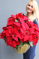 Gwiazda Betlejemska Goldimore A, wysokiej jakości sztuczna roślina, wym.60x51cm