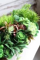 Cabro Black, kompozycja sukulenty w podłużnej donicy, wym.20x34cm 