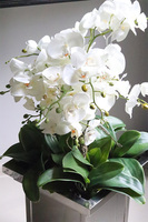 Excelsior Royal, ekskluzywny storczyk podłogowy w metalowej donicy