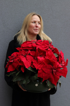 Gwiazda Betlejemska Klassika, wysokiej jakości sztuczna roślina, wys.37cm