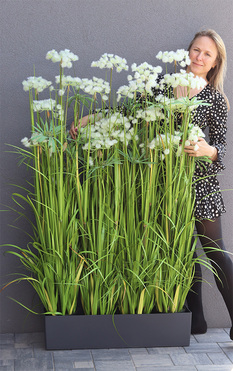 Ferdinando Lechuza, trawa w grafitowej donicy, wys.153cm