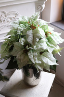 Gwiazda Betlejemska Kreona Biel, kompozycja świąteczna