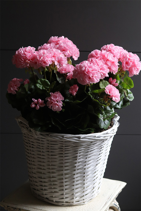 Pink Basket, sztuczne pelargonie w koszu