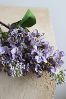 Bzy Royal, gumowy bez kwitnący lilak