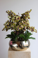 Kosmos Quemada, gumowy storczyk w ozdobnej misie