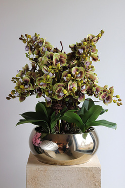 Kosmos Nagasaki, gumowy storczyk w ozdobnej misie, wys.55cm