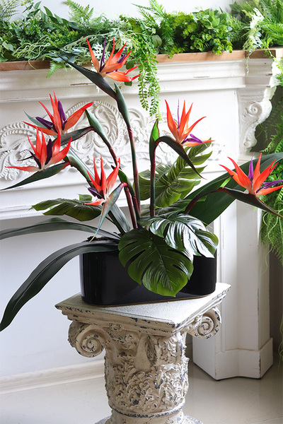 Strelicja Królewska Modern, kompozycja w czarnej donicy