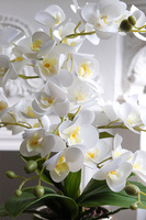 Gold Home, gumowy storczyk w złotym naczyniu