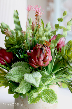 Prometia, kompozycja sukulenty w donicy, wys.33cm