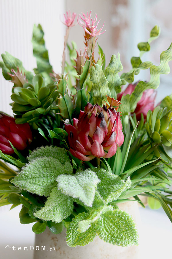 Prometia, kompozycja sukulenty w donicy