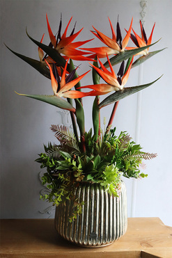 Strelicja Hillton Exotic Red, kompozycja w srebrnej donicy, wys.69cm