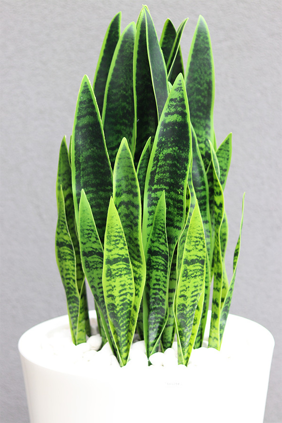 Sansewieria Della Biel, roślina sztuczna w donicy
