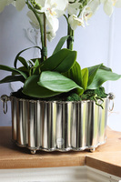 Selinia 2, niesamowity storczyk w cynowanej donicy