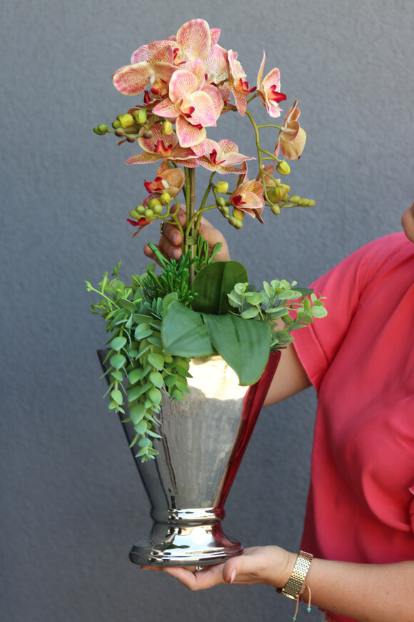 Granada Champagne, gumowy storczyk w naczyniu