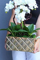 Diamondo Gold 2, storczyk w złotej donicy wysadzanej kryształam