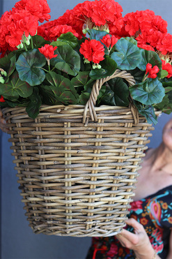 Czerwona Vilena, kosz z pelargoniami, wys.53cm 