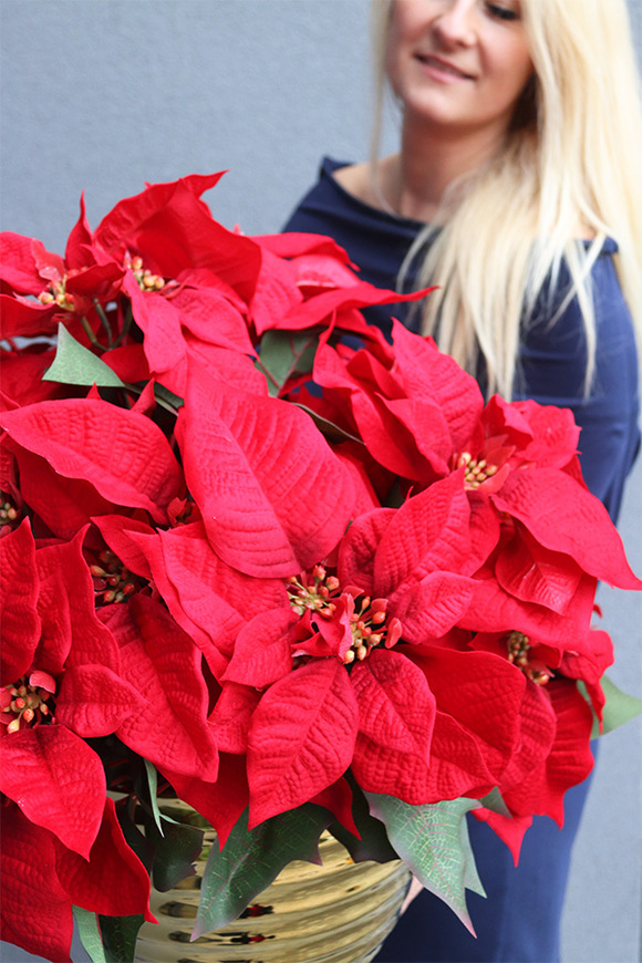 Gwiazda Betlejemska Goldimore A, wysokiej jakości sztuczna roślina, wym.60x51cm 