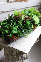 Cabro Black, kompozycja sukulenty w podłużnej donicy, wym.20x34cm 
