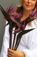 Strelicja Królewska Fioletowa, bukiet kwiatów do wazonu, 5 sztuk