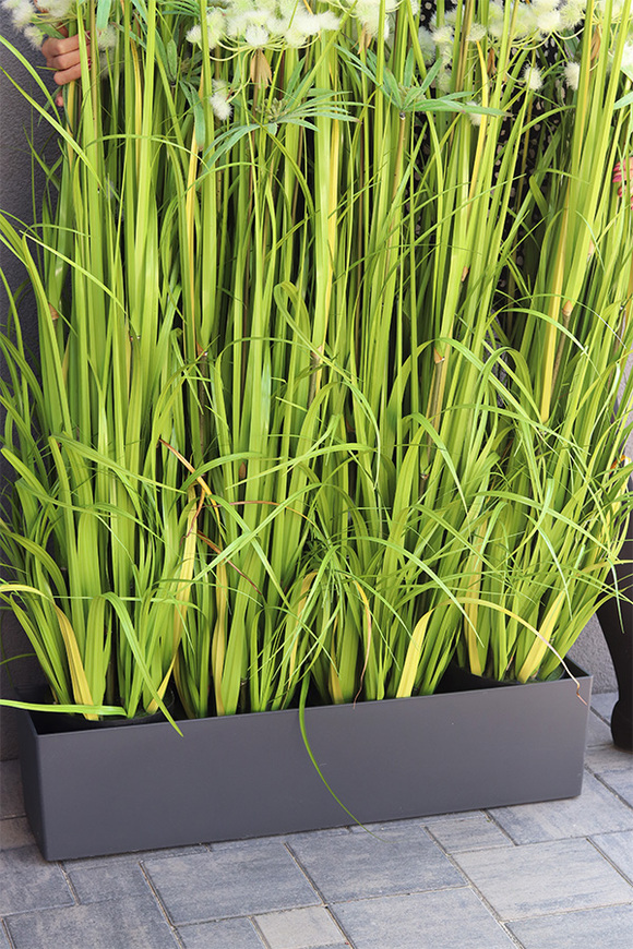 Ferdinando Lechuza, trawa w grafitowej donicy, wys.153cm