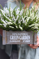 Wrzosowisko Green Garden, wrzosy w skrzynce, białe